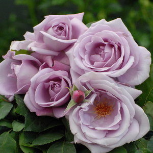 Violet - trandafir teahibrid